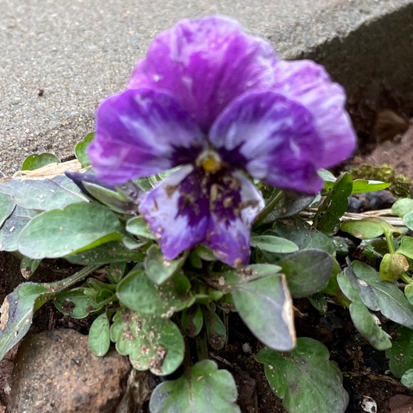 ultraviolet3000